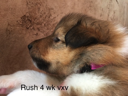 Rush 4wks